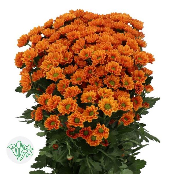 Chrysanthemum Santini Insta