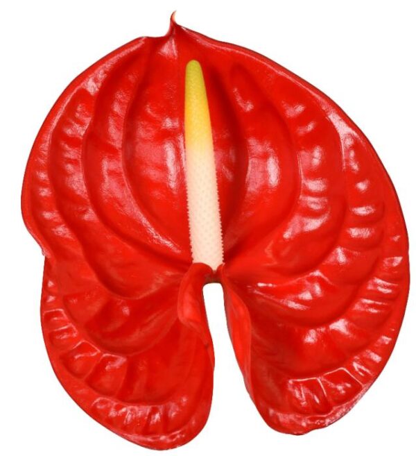 Anthurium Rambla