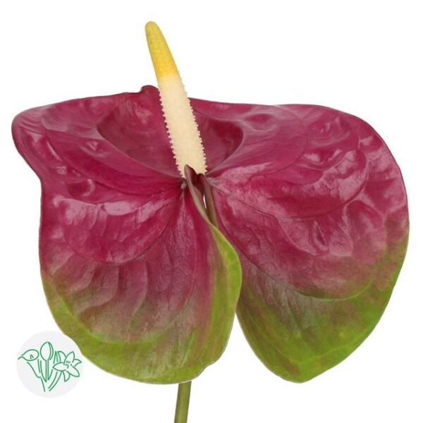 Anthurium Jumbo