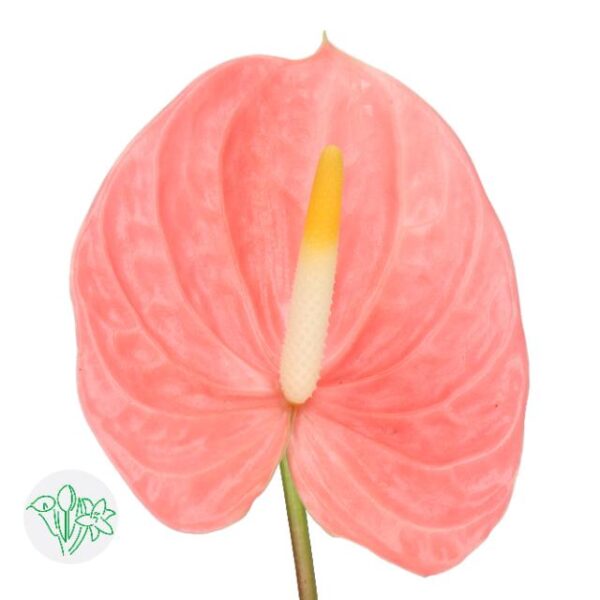 Anthurium Farao