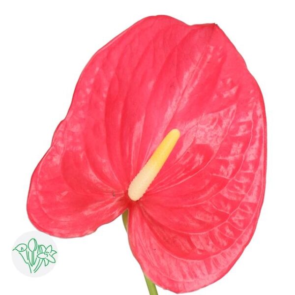 Anthurium Maine