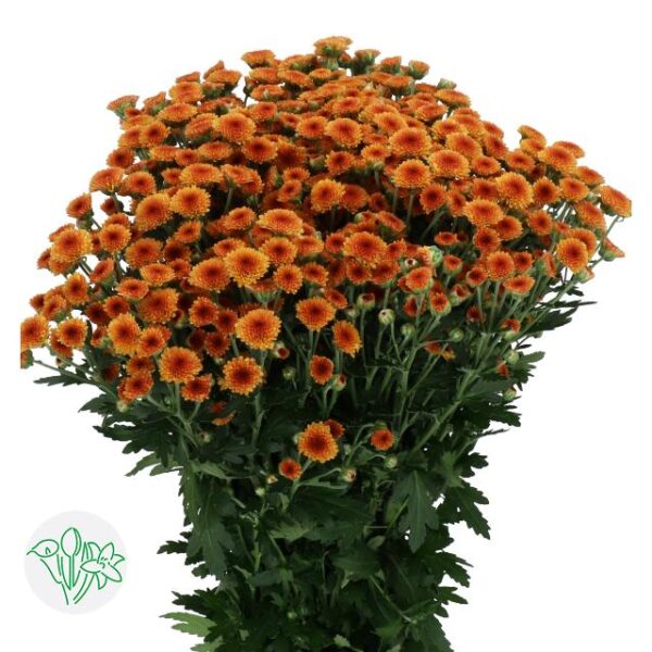 Chrysanthemum Santini Madiba Orange Tyolo