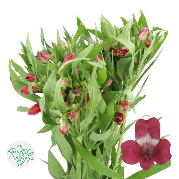 Alstroemeria Tara