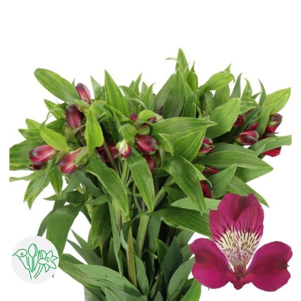 Alstroemeria Evelina