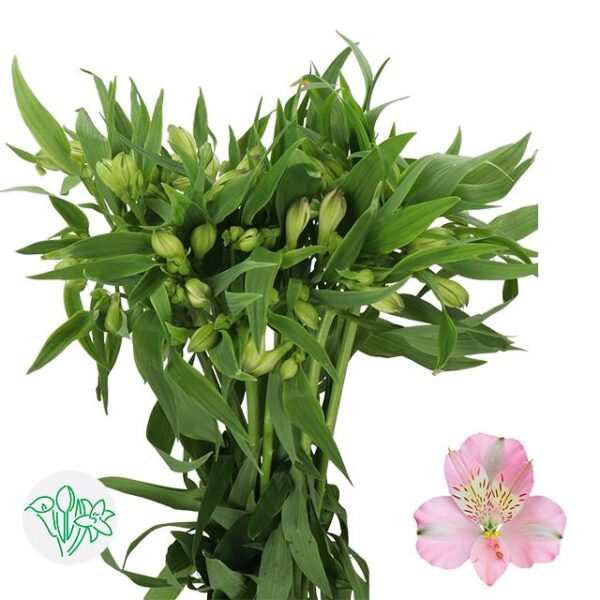 Alstroemeria Stephanie