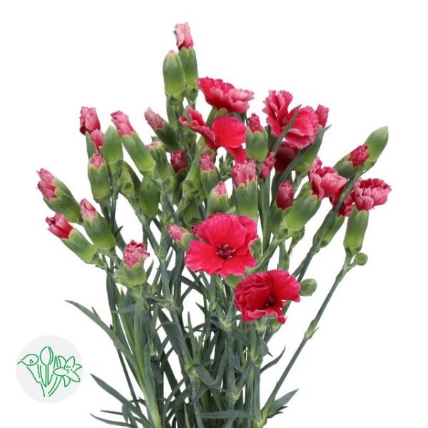 Carnation Solomio Spray Dixie