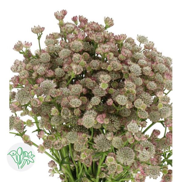 Astrantia Major Magical Diamonds Pink