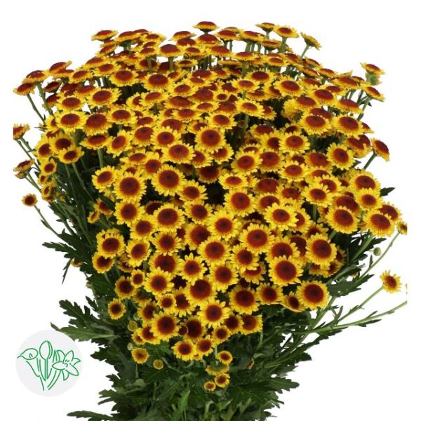 Chrysanthemum Santini Madiba Yellow Bokaa