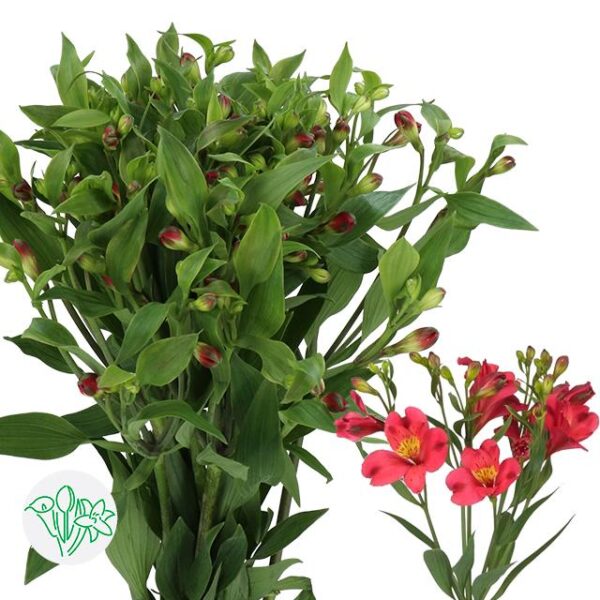 Alstroemeria Florinca Sangria