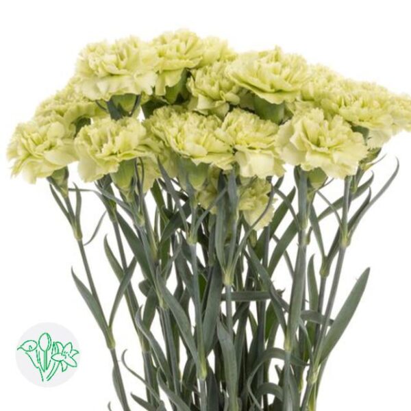 Carnation Green Shot
