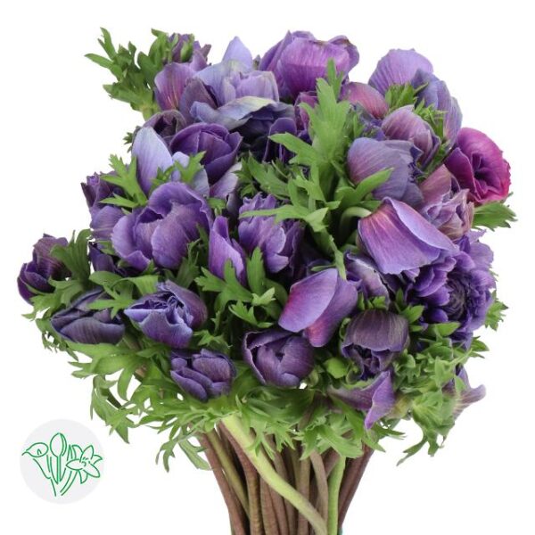 Anemone Mistral Dark Blue