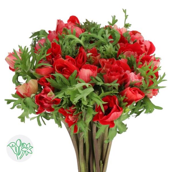 Anemone Mistral Red