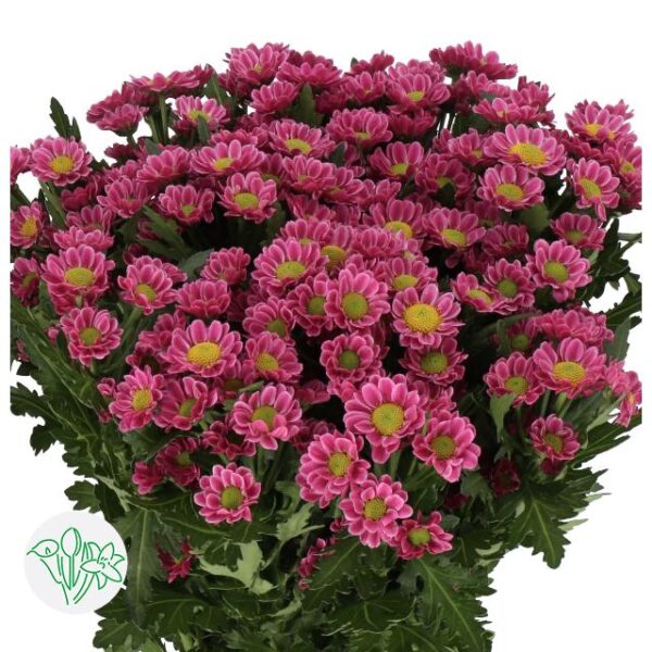 Chrysanthemum Santini Lubov