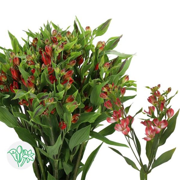 Alstroemeria Florinca Tinto
