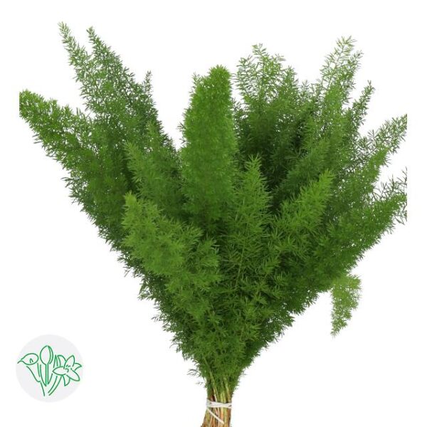 Asparagus Densiflorus Myers