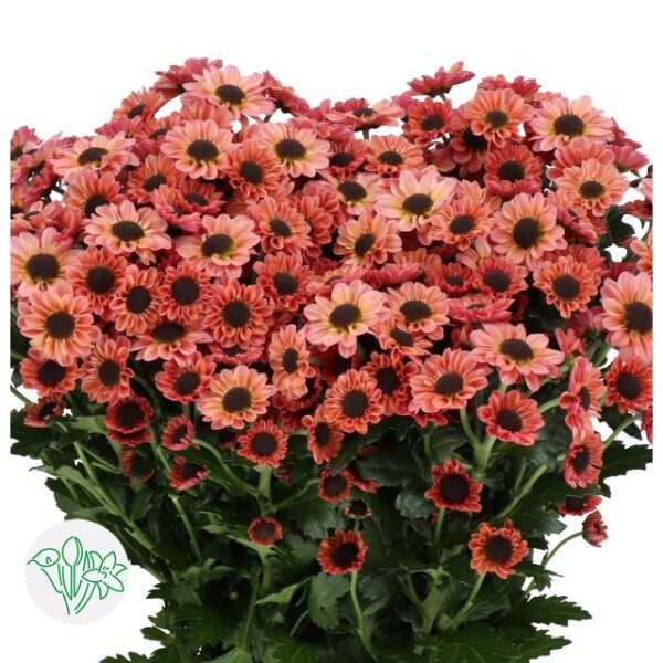 Chrysanthemum Santini Yin Yang Smokey