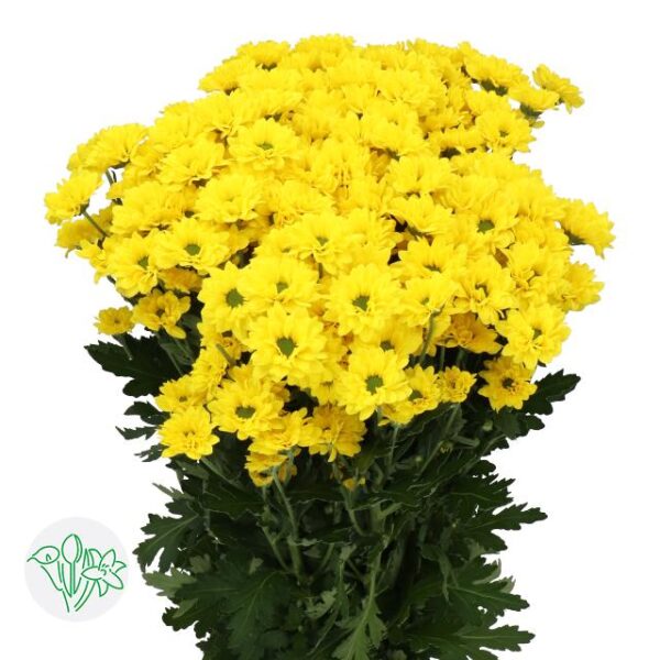 Chrysanthemum Santini Skippy