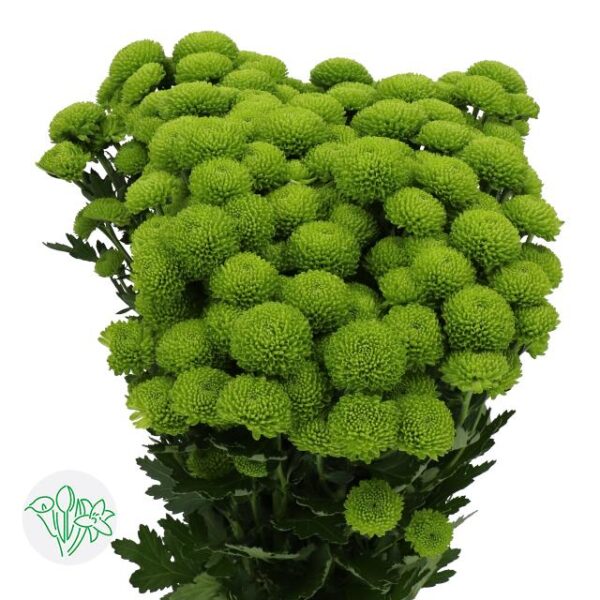 Chrysanthemum Santini Peptalk