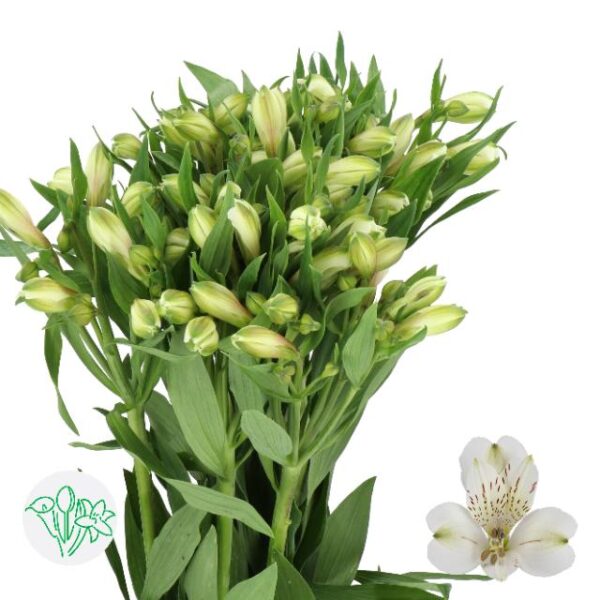 Alstroemeria White Swan