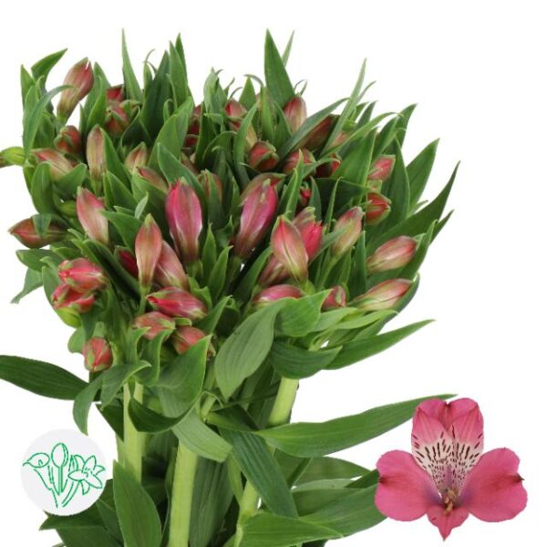Alstroemeria Bubblicious