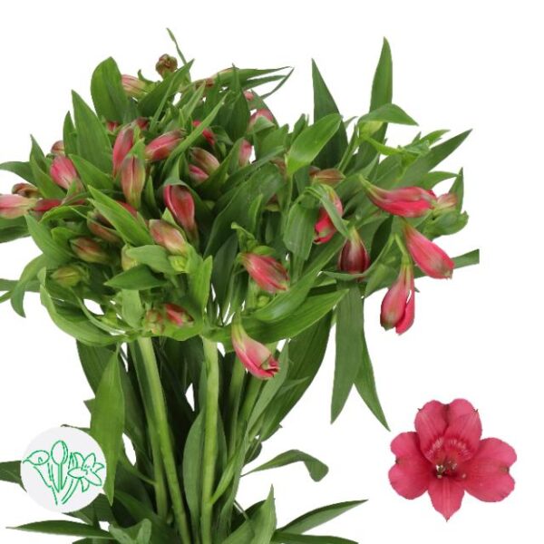 Alstroemeria Heartbreaker