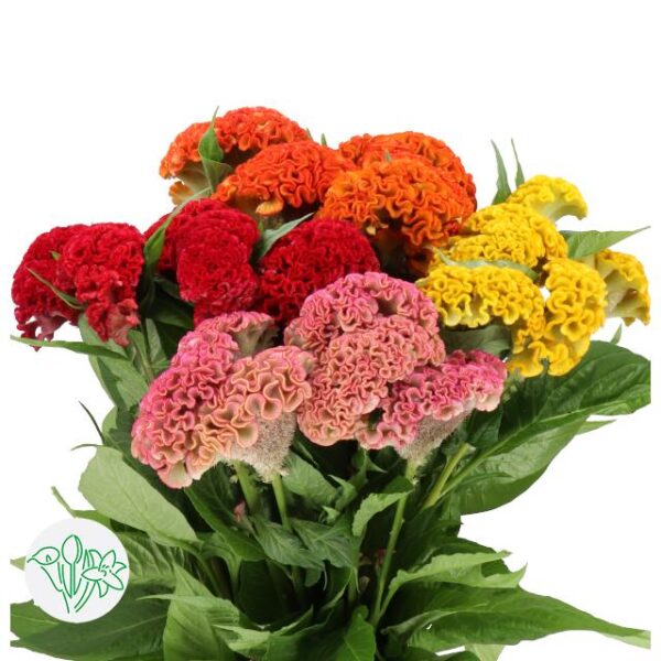 Celosia Cristata Assorted Reprise