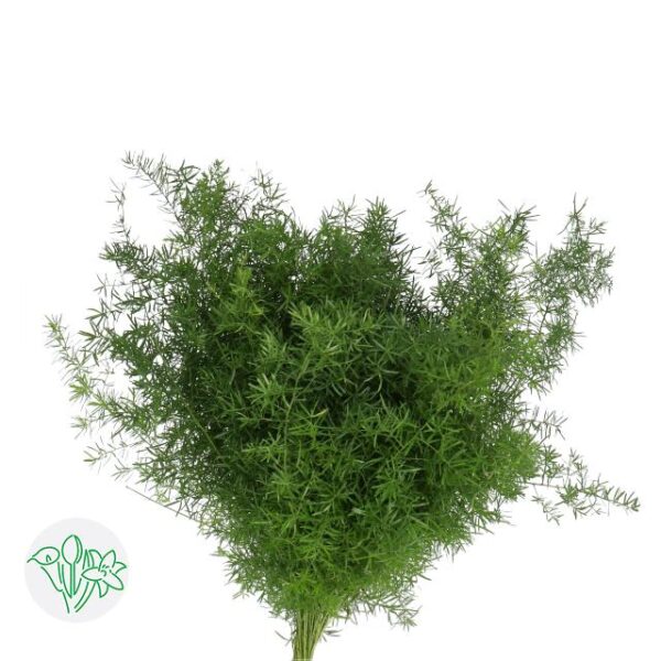 Asparagus Densiflorus Sprengeri