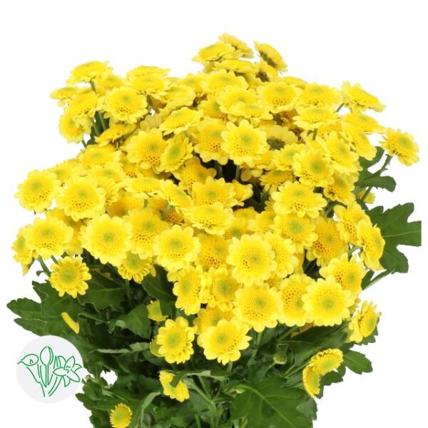 Chrysanthemum Santini Sun Up Sunny