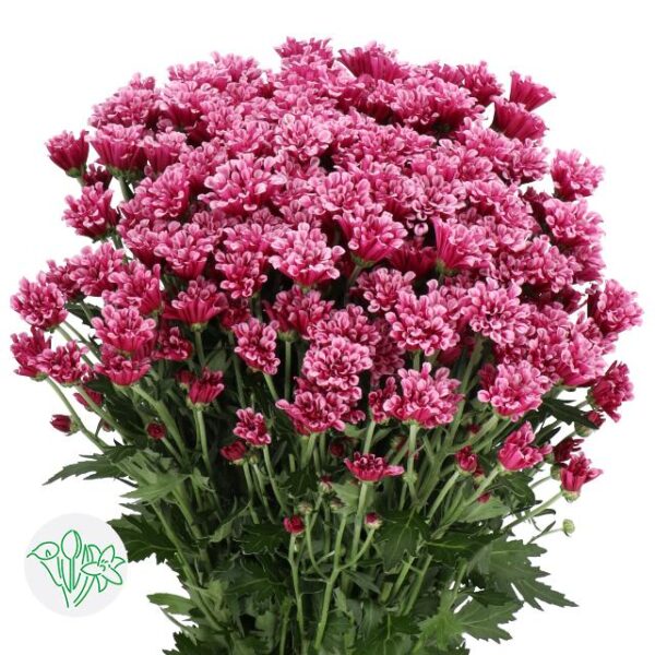 Chrysanthemum Santini Miri