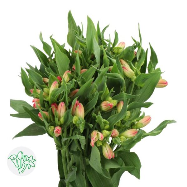 Alstroemeria True Dream