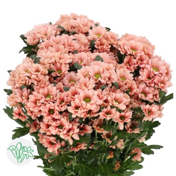 Chrysanthemum Santini Babette