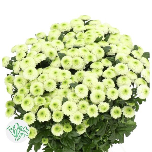 Chrysanthemum Santini Sira