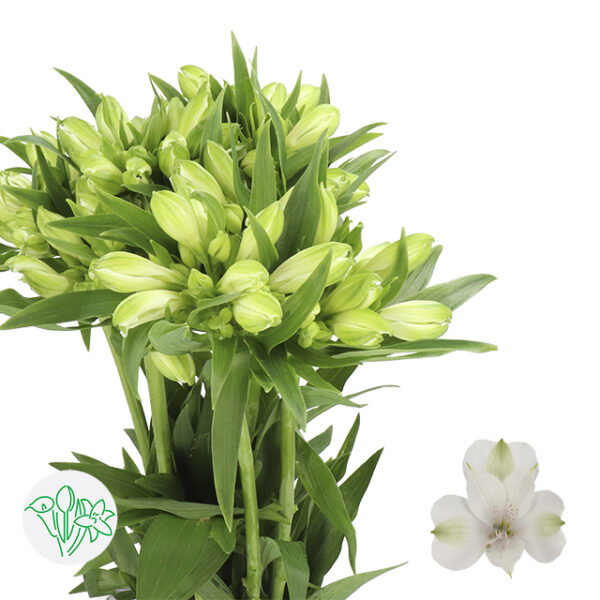 Alstroemeria Bright Star