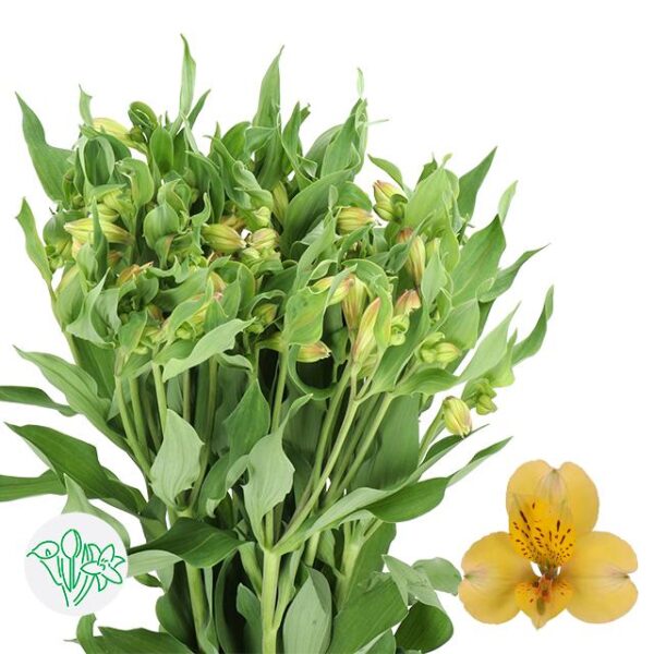 Alstroemeria Morning Star