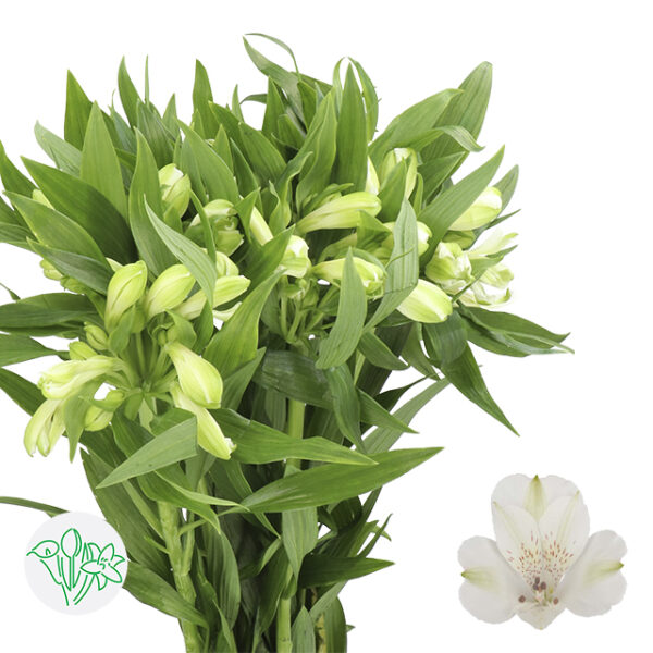 Alstroemeria Icy Mist