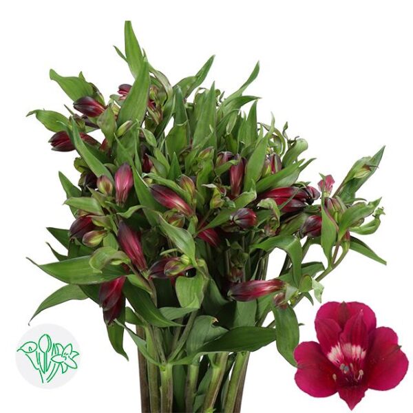 Alstroemeria Purple Candy