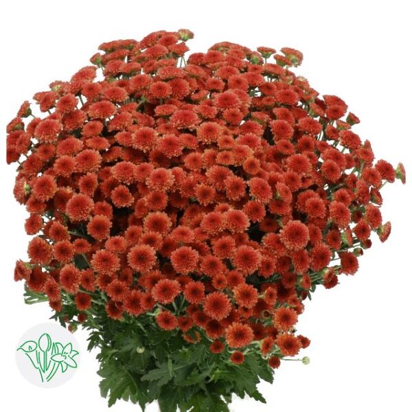 Chrysanthemum Santini Madiba Red Tyolo