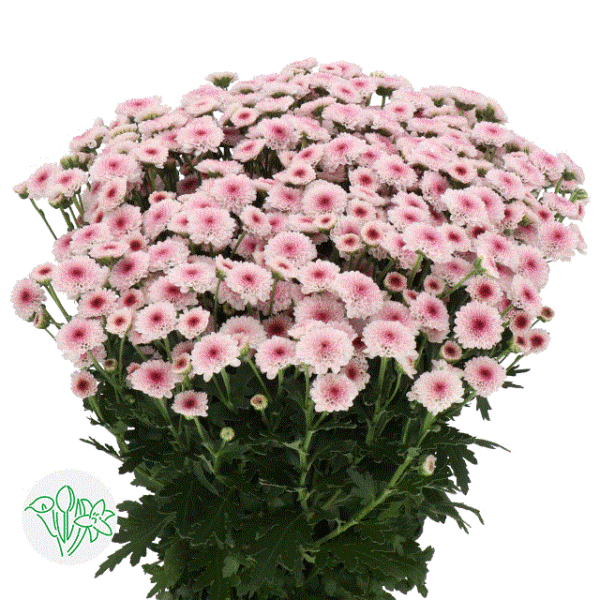 Chrysanthemum Santini Madiba Bico Tyolo