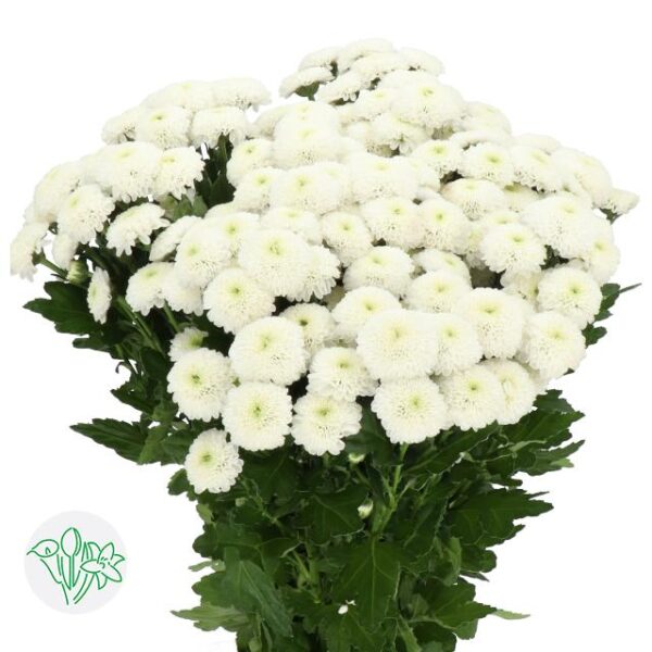 Chrysanthemum Santini Poppy