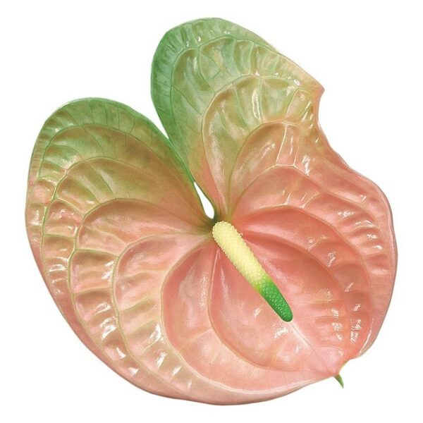 Anthurium Senator