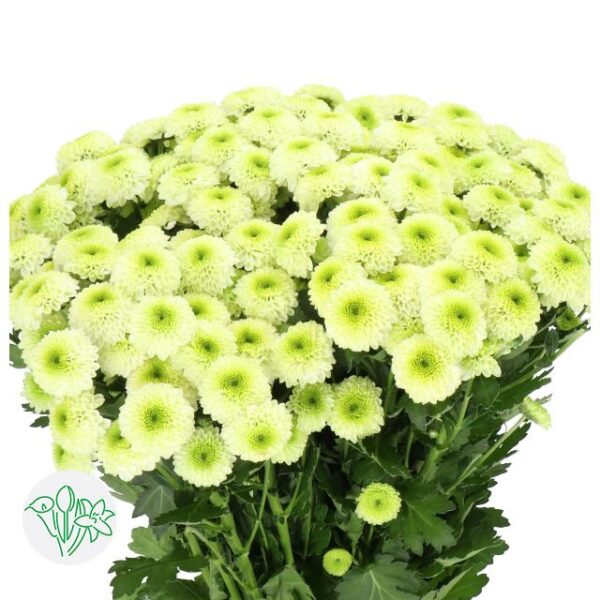 Chrysanthemum Santini Bumper