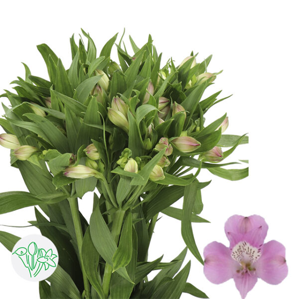 Alstroemeria Layla