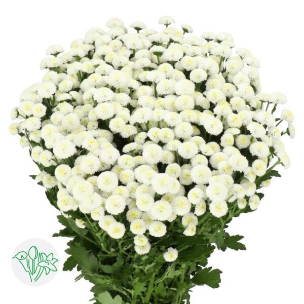 Chrysanthemum Santini Madiba White Sioma
