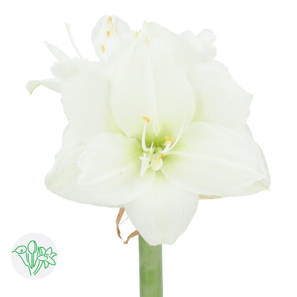Amaryllis Wimbledon