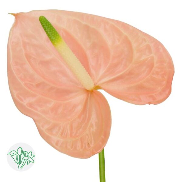 Anthurium Cheers