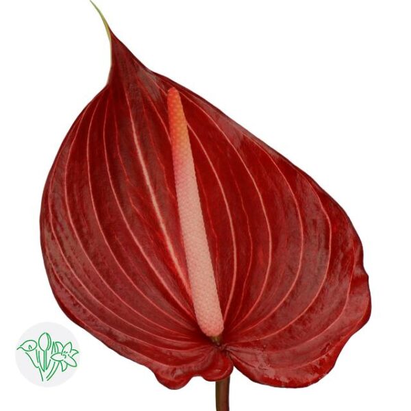 Anthurium Safari