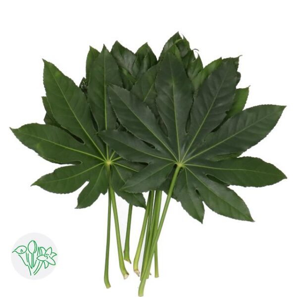 Aralia Leaf