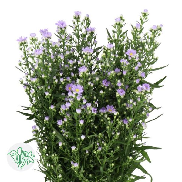 Aster Cassandra