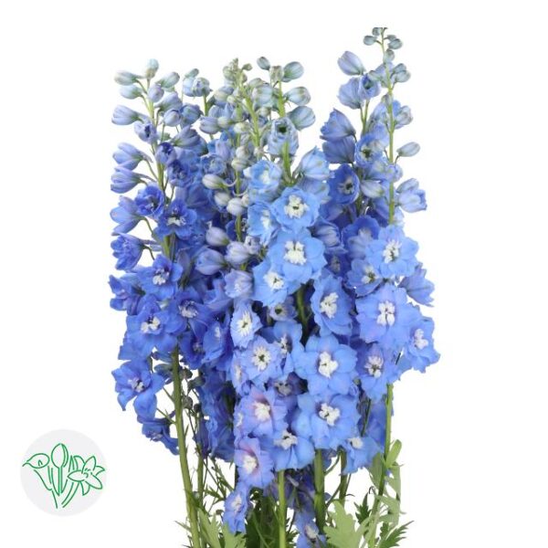 Delphinium Hybr Centurion Skyblue 120cm