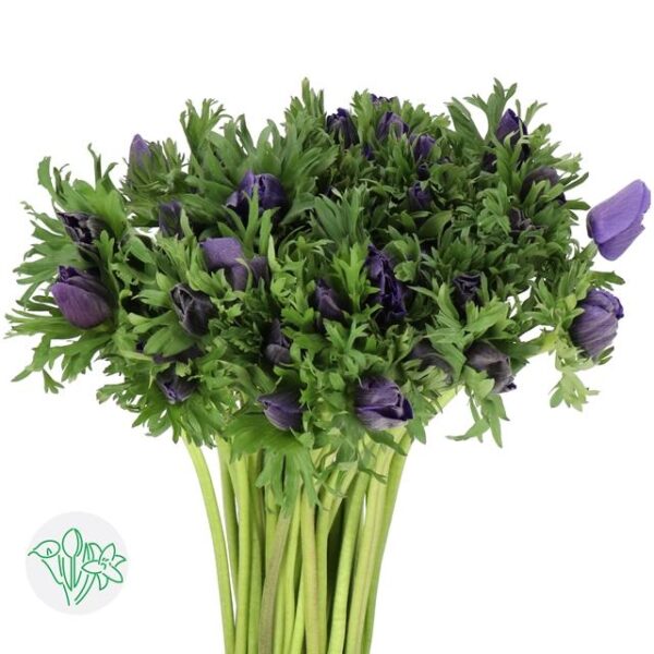 Anemone Marianne Blue